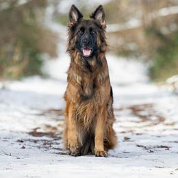 German Shepherd puppies from Vom haus Carturan