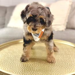 Boy 2 - Merle male Bernedoodle puppy in Salt Lake County, Utah from Coco Avenue Pups