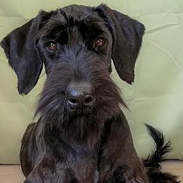 Giant Schnauzers from Schnauzer Paw Homestead