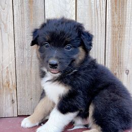 Boy 2 - Black tri-color Australian Shepherd puppy in Chino, California from RanchLand Aussies HC