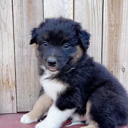 Boy 2 - Black tri-color Australian Shepherd puppy in Chino, California from RanchLand Aussies HC