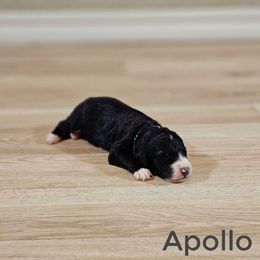 Apollo - Black male Bernedoodle puppy in Guthrie, Oklahoma from Edmond Doodles, LLC