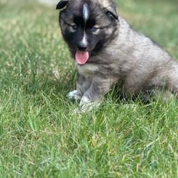 Wrangler - Agouti and white male Siberian Husky puppy in Corvallis, Montana from Double H Siberians