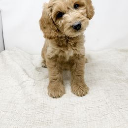 Goldendoodle Puppies from Magic Valley Goldendoodles