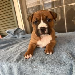 Comet - Red female American Staffordshire Terrier puppy in Marietta, Georgia from Ambition Amstaffs