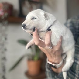 Purple Female - White female Berger Blanc Suisse puppy in Brooksville, Florida from Vom Hundhaus Shepherds