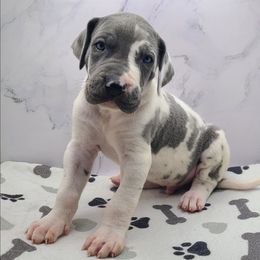 Titan - Harlequin male Great Dane puppy in Kannapolis, North Carolina from Carolina Great Danes & Toy Poodles