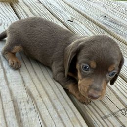 This little chocolate drop is Scooby.  He is very playful and loves to eat. - Chocolate and tan Dachshund puppy in Uriah, Alabama from Vera Ruth Farms