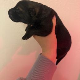 Female 2 - Sable female German Shepherd puppy in Denver, Colorado from Morales Kennels