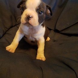 Boston Terrier Puppies from Willis Family Boston's