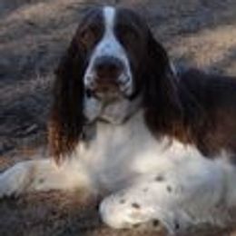 Ellie - English Springer Spaniel