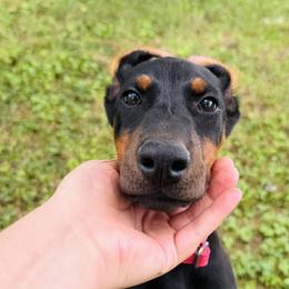 Nyx - Black and rust female Doberman Pinscher puppy in Winchester, Ohio from 32 Farms