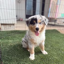 Blue boy - Blue merle male Australian Shepherd puppy in Wittmann, Arizona from Wranglin Farms