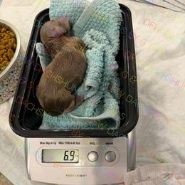 Izzy - Fawn (isabella) and tan male Dachshund puppy in Irving, Texas from DFW Dachshunds by G & S