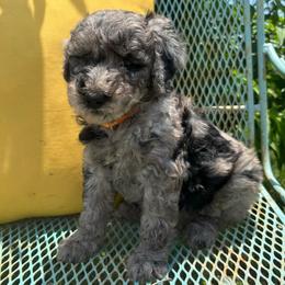 Orange - Merle female Goldendoodle puppy in Seguin, Texas from Dude Ranch Doodles