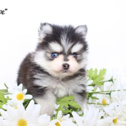 Brave - Black and white male Pomsky puppy in Murfreesboro, Tennessee from Middle Tennessee Pomskies