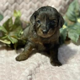 Hermione F1b - Merle female Cavapoo puppy in Wamego, Kansas from Doodles of Oz