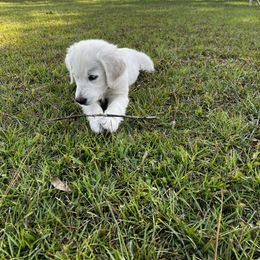 Golden Retriever Puppies from Panhandle PawsNClaws
