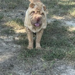 Chinese Shar-Pei, Cocker Spaniel, and Companion Cross Puppies from Mini Hippo Land