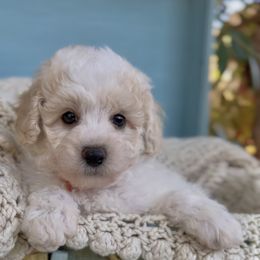 Lennon - Blenheim male Cavapoo puppy in Arlington, Texas from Van Haselen Poodles and Doodles