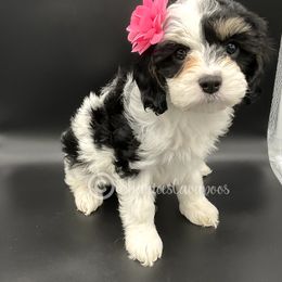Cavapoo Puppies from Sharices Cavapoos