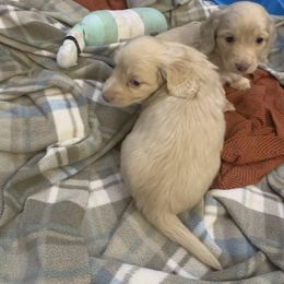 Dachshund Puppies from Mardox Dachshunds