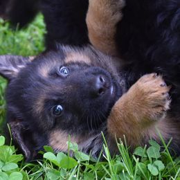 German Shepherd Puppies from Morgen Haus Shepherds