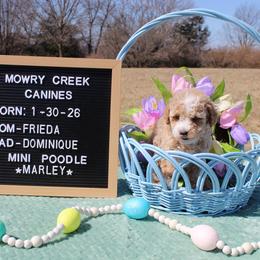 Marley - Apricot male Poodle puppy in Hopkins, Missouri from Mowry Creek Mini Aussiedoodles and More