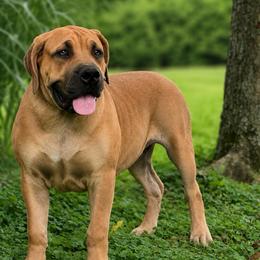HOLO - Red female Boerboel puppy in Pennsylvania from Cold River Boerboels