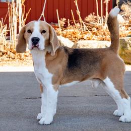 Finn - Beagle