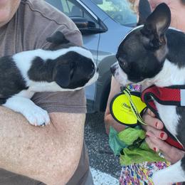 Boston Terrier Puppies from Boston Kup Breeders