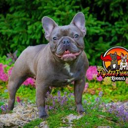 Isabel - French Bulldog