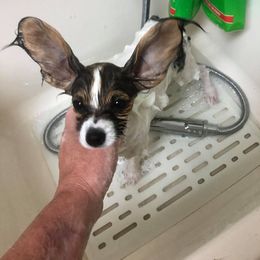Papillon Puppies from Belladonna Papillons