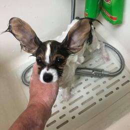 Papillon Puppies from Belladonna Papillons