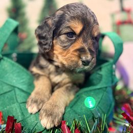 Purple - female Golden Mountain Doodle puppy in Redding, California from O’Hara  Doodles