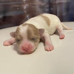 Skye - Silver and white female Chihuahua puppy in Chino Valley, Arizona from Lane’s Little Long Coats