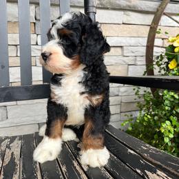 Tanner - Tri-color male Bernedoodle puppy in Holtwood, Pennsylvania from Country Ridge Puppies