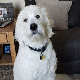 Goldendoodles from Sweet Sophie’s Goldendoodles