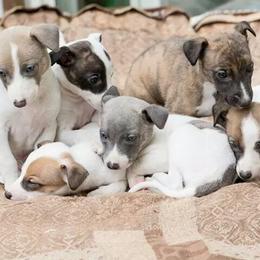 Whippet Puppies from Jamminwhippets