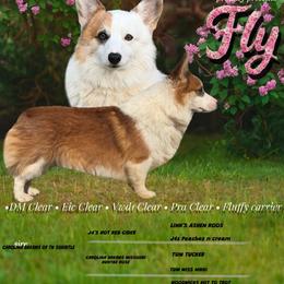 Fly - Blue male Pembroke Welsh Corgi puppy in Alabama from White Oak Corgis and Retrievers