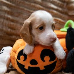 Blue Collar - Cream male Dachshund puppy in Belfair, Washington from Devoted Doxies, Lorraine’s Yorkies