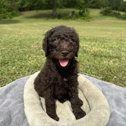 Poodle Puppies from Wilkins Farm