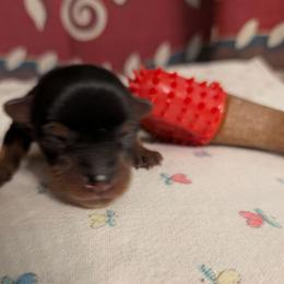 Polly pocket - Black and gold female Yorkshire Terrier puppy in Gatesville, Texas from KontryKritterz Yorkies