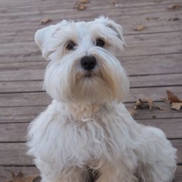 London - Miniature Schnauzer