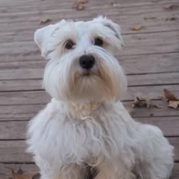 London - Miniature Schnauzer