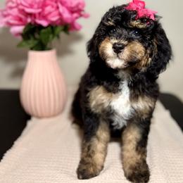 Cinderella - Tri-color female Bernedoodle puppy in Munster, Indiana from Miranda’s Sunshine Poodles and Doodles