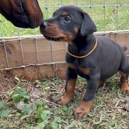 Grimm - Black and rust male Doberman Pinscher puppy in Toney, Alabama from Bhon Mhuir Dobermanns