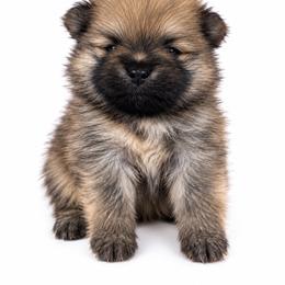 Buddy - Orange sable male Pomeranian puppy in Big Pine Key, Florida from Kaleys Poms