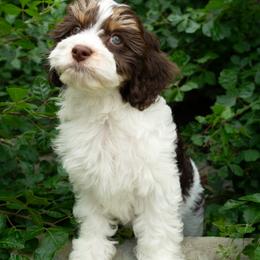 Cavapoo Puppies from WW Cavapoos