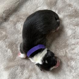 Australian Shepherd Puppies from Madeline Lee